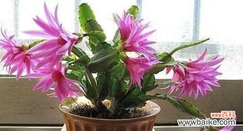 蟹爪兰 蟹爪兰的花语与美丽故事