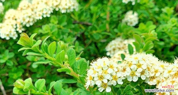 揭开绣线菊花语的秘密,传递爱与希望 绣线菊的花语与寓意