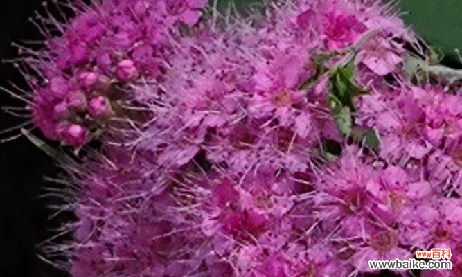 揭开绣线菊花语的秘密,传递爱与希望 绣线菊的花语与寓意