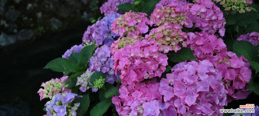 探寻绣球花背后的寓意与象征 绣球花的意义与象征