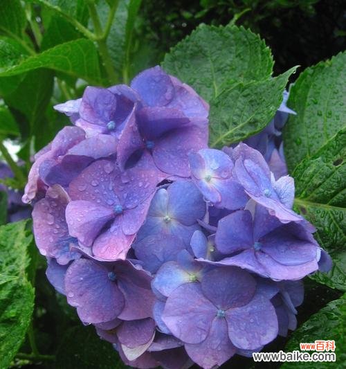 探寻绣球花背后的寓意与象征 绣球花的意义与象征