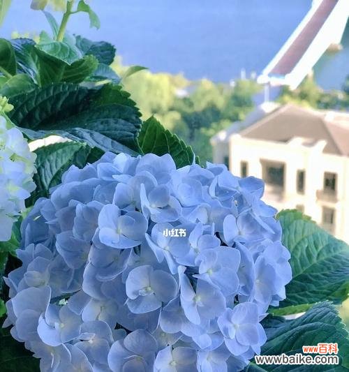 探寻绣球花的花语之谜 绣球花