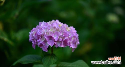 探寻绣球花的花语之谜 绣球花