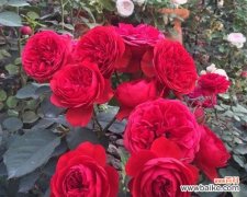 探秘以丰花月季的迷人魅力 以丰花月季——繁花似锦的永恒之美