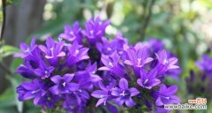 探索花海中的神秘语言 风铃花