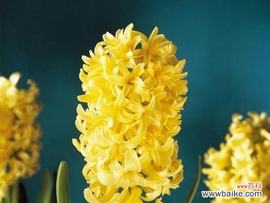 揭秘风信子的神秘语言 风信子的花语