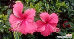 探寻扶桑花的花语以及其寓意 扶桑花的花语——传递希望与坚强的象征