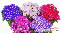 探寻瓜叶菊花语 瓜叶菊花语揭示的内涵与含义