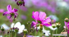 探寻格桑花的象征意义及其美丽故事 以格桑花的花语