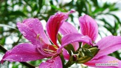 揭示宫粉紫荆花的神秘之谜 宫粉紫荆花的花语