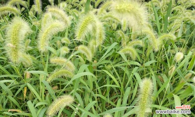 探索狗尾巴草的花语与心灵沟通之道 狗尾巴草的花语及其象征意义