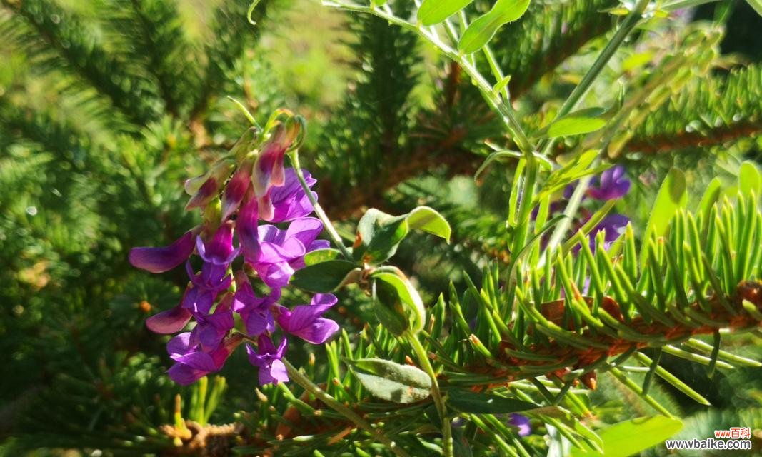 野豌豆花的花语有哪些含义?野豌豆花象征着什么?