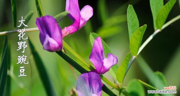 野豌豆花的花语有哪些含义?野豌豆花象征着什么?