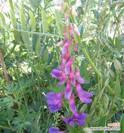 野豌豆花的花语有哪些含义?野豌豆花象征着什么?