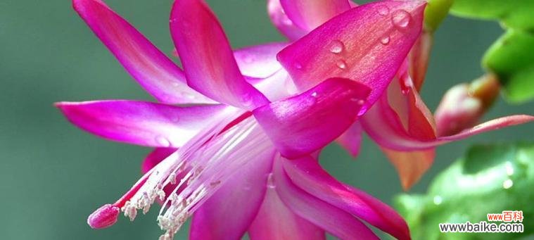 蟹爪兰的花语是什么？蟹爪兰高代表了哪些情感？