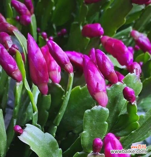 蟹爪兰的花语是什么？蟹爪兰高代表了哪些情感？