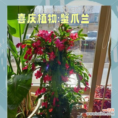 蟹爪兰的花语是什么？蟹爪兰高代表了哪些情感？