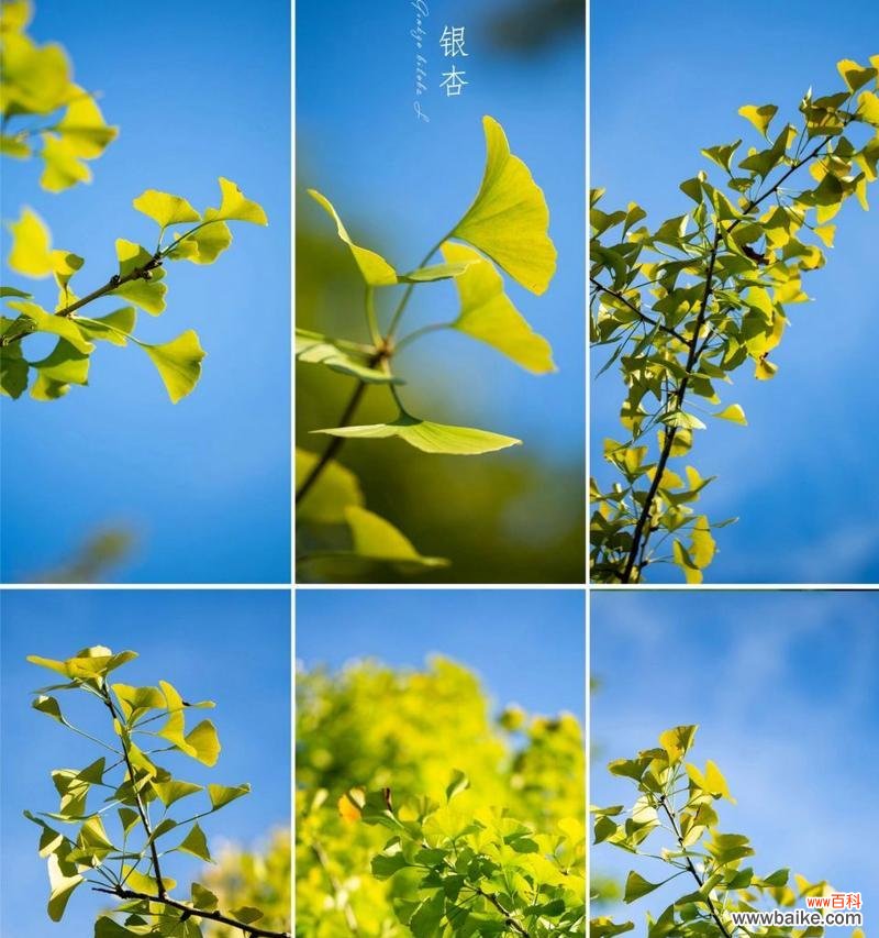 银杏树叶的花语是什么？银杏叶象征着什么？