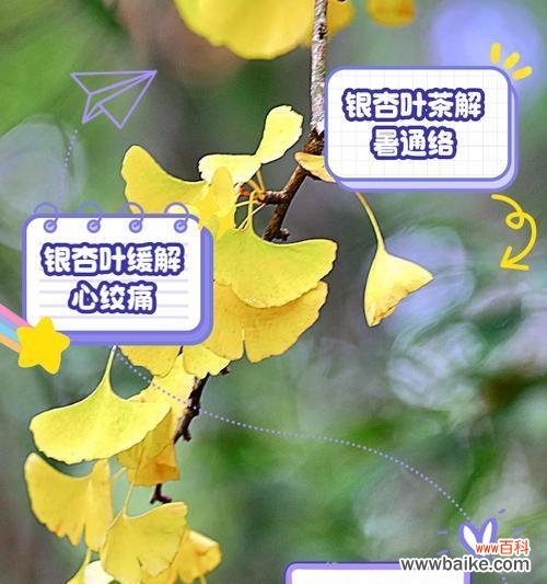 银杏树叶的花语是什么？银杏叶象征着什么？