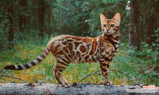 虎赤梅的花语有哪些?虎赤梅代表了什么意义?