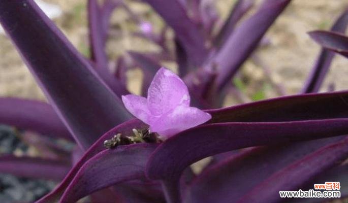 紫叶吊竹的花语是什么?紫叶吊竹象征着什么?