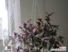 紫叶吊竹的花语是什么？紫叶吊竹象征着什么？