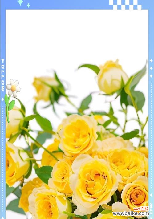 3色玫瑰的花语是什么？3色玫瑰代表了哪些情感？