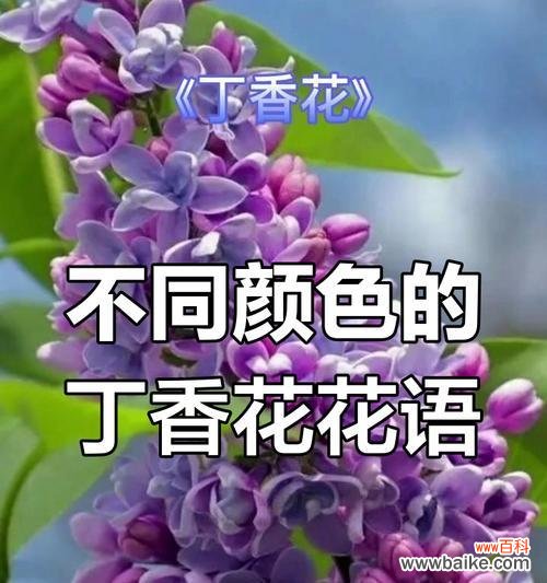 丁香花的花语和香味有何寓意？丁香花象征着什么？