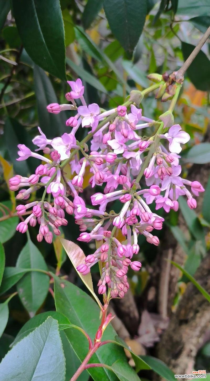 丁香花的花语和香味有何寓意？丁香花象征着什么？