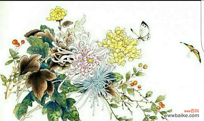 蟹甲兰的花语有哪些含义？蟹甲兰象征着什么？