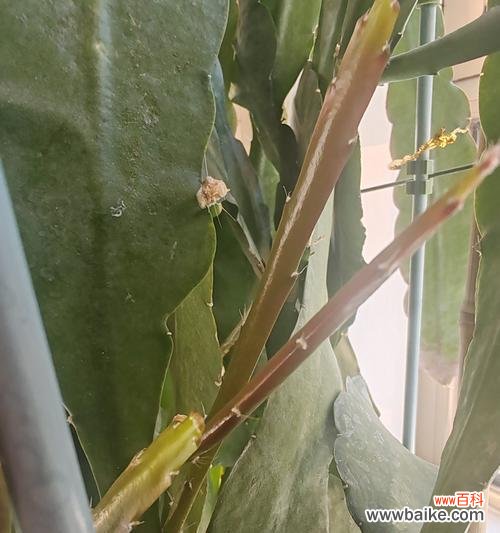 蟹甲兰的花语有哪些含义？蟹甲兰象征着什么？