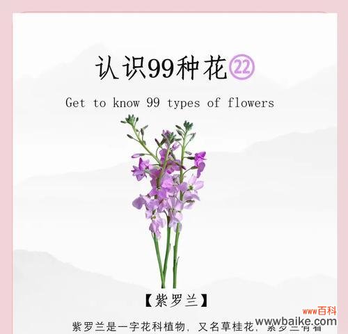 紫罗兰的花语是什么?紫罗兰代表了哪些情感?
