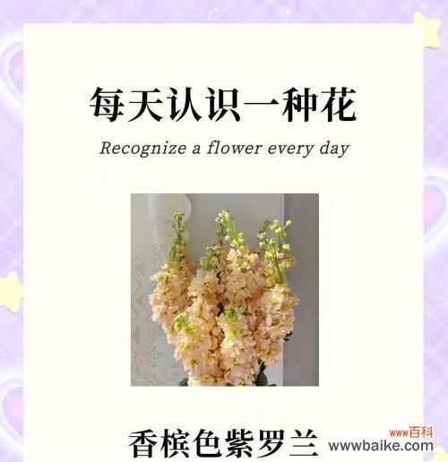 紫罗兰的花语是什么?紫罗兰代表了哪些情感?