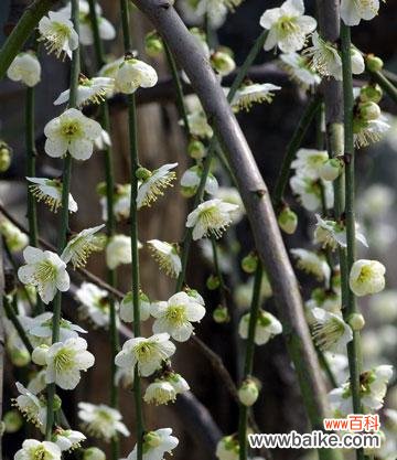 粉头雪枝的花语是什么?粉头雪枝象征着什么?