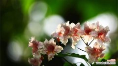 楸树花的花语是什么？楸树花象征着什么？