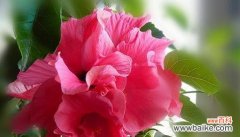 朱瑾牡丹花语代表什么？有哪些特别的含义？