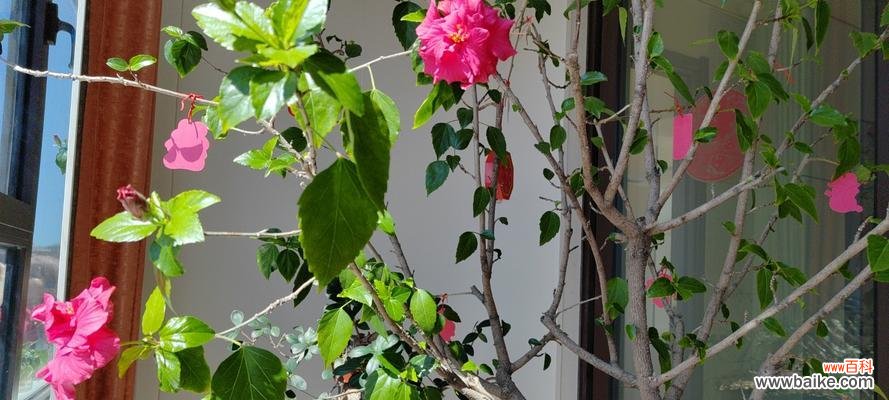 朱瑾牡丹花语代表什么?有哪些特别的含义?