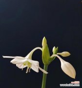 南美水仙花语有哪些？它们各自代表什么意义？