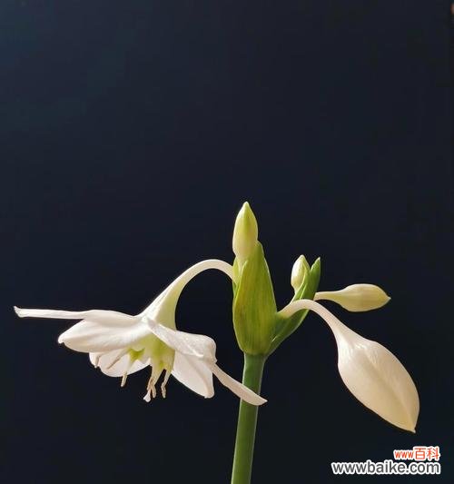 南美水仙花语有哪些？它们各自代表什么意义？