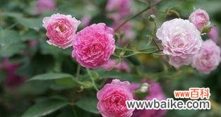 探寻野蔷薇的花语之美,感受它的坚强与魅力 野蔷薇的花语之美丽与坚强