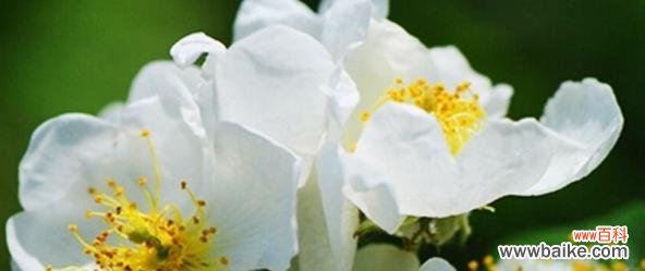 探寻野蔷薇的花语之美,感受它的坚强与魅力 野蔷薇的花语之美丽与坚强