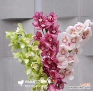 探寻洋兰之美，解读花语之谜 洋兰花语的意义与传承