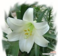 亚洲百合花语的象征意义与文化传承 探索亚洲百合花的花语奥秘