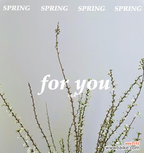 探寻雪柳的美丽与深情 雪柳的花语及其象征意义