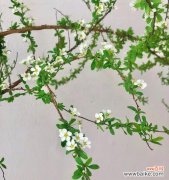 探寻雪柳的美丽与深情 雪柳的花语及其象征意义