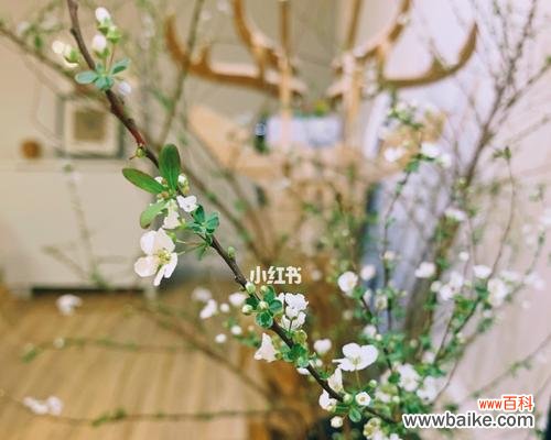 探寻雪柳的美丽与深情 雪柳的花语及其象征意义