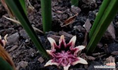 从绽放到枯萎，一叶兰的花语传递着生命的力量 一叶兰的花语