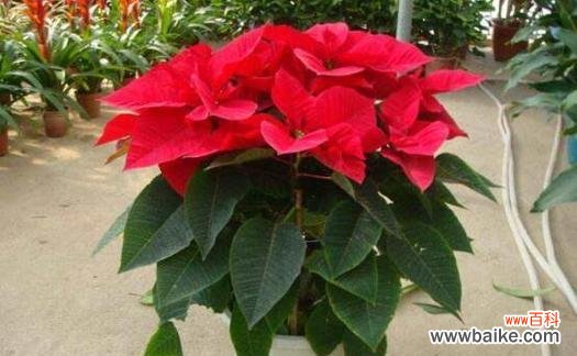 美丽绽放在生活的每一个角落 一品红花语传说