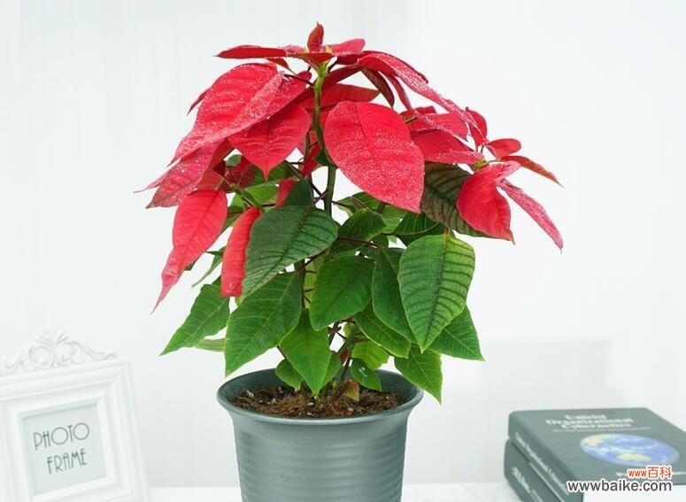 美丽绽放在生活的每一个角落 一品红花语传说