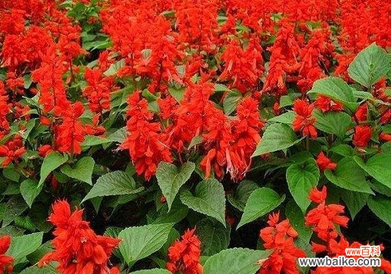 以一束红色的花为纽带,传递真挚的情感 一串红的花语——表达热情与爱意